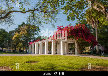 Bougainvillea mit einer weißen Pergola im Norden Straub Park, St. Petersburg, Florida, United States, wo die Leute kommen, um sich zu erholen. Stockfoto