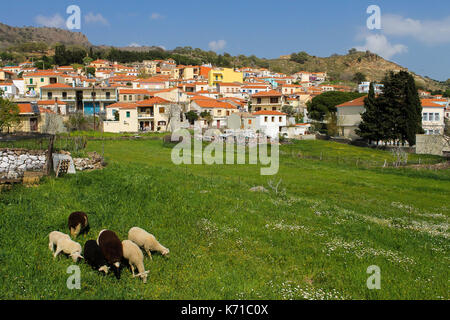 Frühling Landschaft in Lesbos, Griechenland. Stockfoto