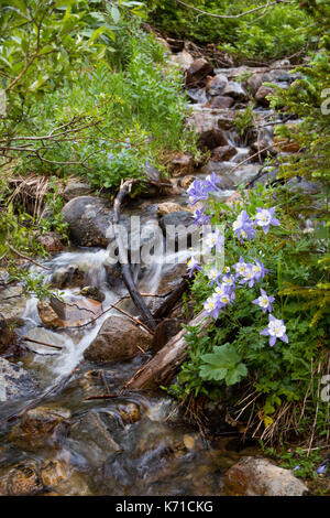 Wildnis Stream mit Wasserfällen im James Peak Wilderness, Colorado. Stockfoto