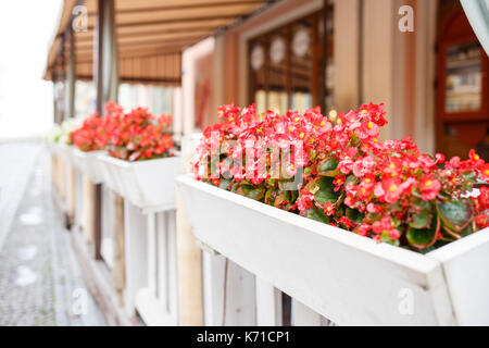 Street Cafe Blumen Topf mit Petunia perspektivische Ansicht mit kopieren. Street Restaurant Lounge Hintergrund Stockfoto