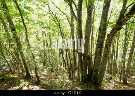 Wald in der Seva de Irati in Navarra, Spanien. Stockfoto