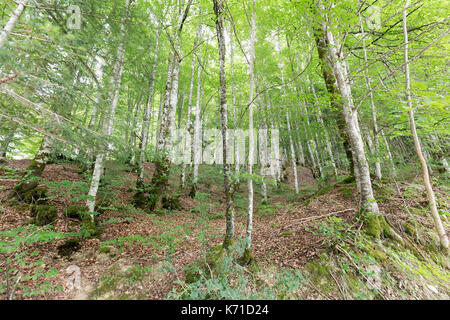 Wald in der Seva de Irati in Navarra, Spanien. Stockfoto