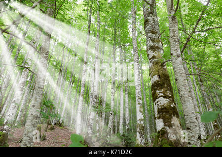 Wald in der Seva de Irati in Navarra, Spanien. Stockfoto