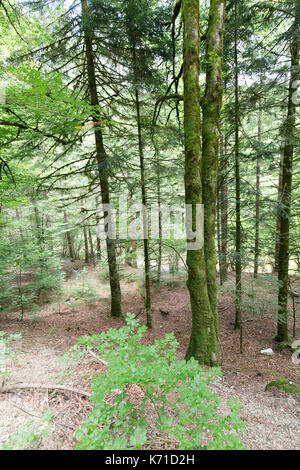 Wald in der Seva de Irati in Navarra, Spanien. Stockfoto