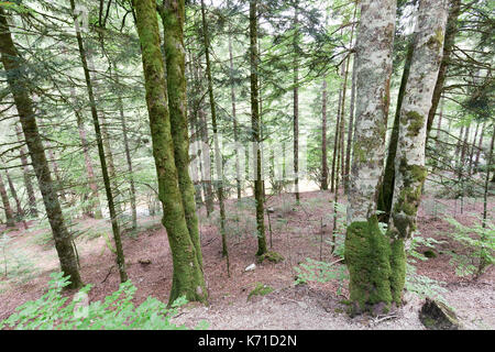 Wald in der Seva de Irati in Navarra, Spanien. Stockfoto