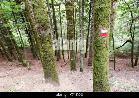 Wald in der Seva de Irati in Navarra, Spanien. Stockfoto