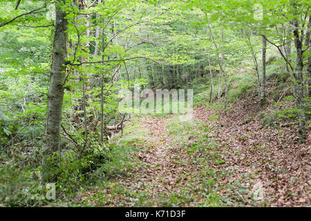 Wald in der Seva de Irati in Navarra, Spanien. Stockfoto