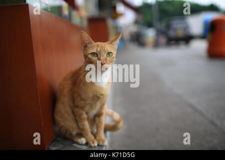 Tabby Ingwer Katze sitzt auf der Straße Stockfoto
