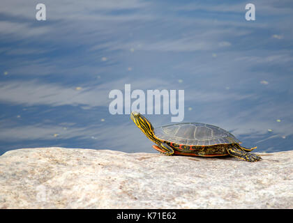 Yellow-bellied Slider turtle Servelas auf Felsen Stockfoto