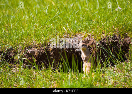 Prairie dog steht auf den Hinterbeinen außerhalb seiner Gras Graben an Yolyn Am oder Eagle Valley im Süden der Mongolei Stockfoto