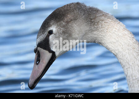 Junge Schwan Stockfoto