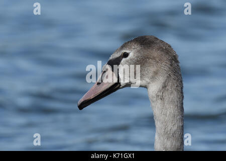 Junge Schwan Stockfoto