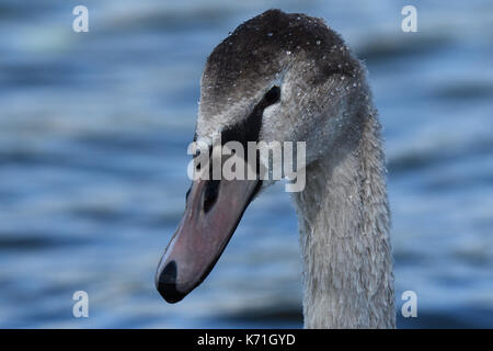 Junge Schwan Stockfoto