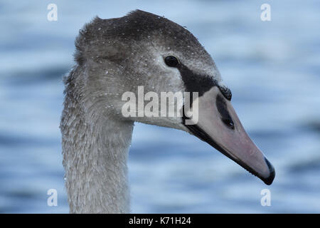 Junge Schwan Stockfoto