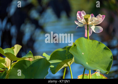 Eine verwelkte Lotusblume (Nelumbo nucifera) offenbart ihre Frucht. Stockfoto