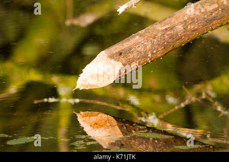 Ende der Erle's Tree Branch harpened" durch Europäische Biber (Castor Fiber) essen Holz. Teil der unverlierbaren Brot Bevölkerung. Auswirkungen der Biber auf ihren eigenen Stockfoto