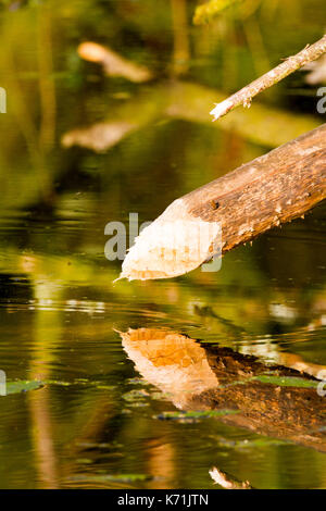 Ende der Erle's Tree Branch harpened" durch Europäische Biber (Castor Fiber) essen Holz. Teil der unverlierbaren Brot Bevölkerung. Auswirkungen der Biber auf ihren eigenen Stockfoto