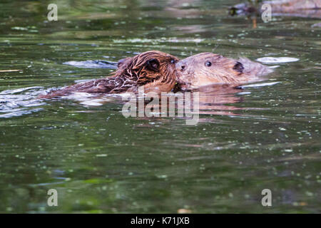 Erwachsene Europäische Biber (Castor Fiber) gruss Junge, Kit, in Wasser,. Nachzuchten Junge durch Bevis Vertrauen in die wilden - t freigegeben werden Stockfoto
