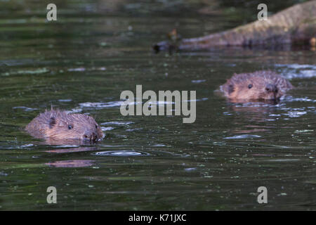 Erwachsene Europäische Biber (Castor Fiber) mit Jungen, Bausatz - Begrüßung. in Gefangenschaft gezüchtet, die von der Bevis Vertrauen, vor beinng in das wilde erschienen s Stockfoto