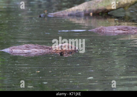 Europäischer Biber (Castor Fiber) mit Jungen-Kit, der im Hintergrund in Feuchtgebieten, bevor sie in das wilde vorbehaltlich der Genehmigung durch die Walisische Version Stockfoto