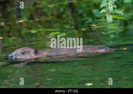 Junge europäische Biber (Castor Fiber)-Kit, in Feuchtgebieten. Gefangenschaft gezüchteten Tieren, bevor sie in die wild durch die Bevis Vertrauen freigegeben zu werden, vorbehaltlich der Genehmigung Stockfoto