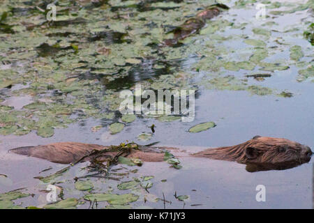 Europäischer Biber (Castor Fiber) Teil der Zucht in Gefangenschaft Programms durch die Bevis Vertrauen, bevor sie in die Wildnis zu entlassen. Vorbehaltlich der Zustimmung der Wels Stockfoto