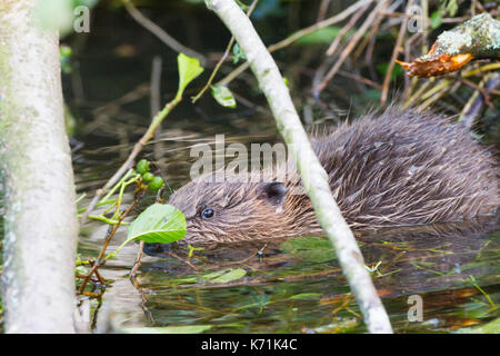 Junge europäische Biber (Castor Fiber)-Kit, essen Erle (Alnus glutinosa) in Feuchtgebieten, erste Nachzuchten Junge, bevor er in die 'w freigegeben Stockfoto