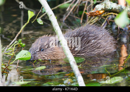 Junge europäische Biber (Castor Fiber)-Kit, essen Erle (Alnus glutinosa) in Feuchtgebieten, erste Nachzuchten Junge, bevor er in die 'w freigegeben Stockfoto