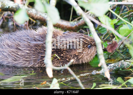 Junge europäische Biber (Castor Fiber)-Kit, essen Erle (Alnus glutinosa) in Feuchtgebieten, erste Nachzuchten Junge, bevor er in die 'w freigegeben Stockfoto