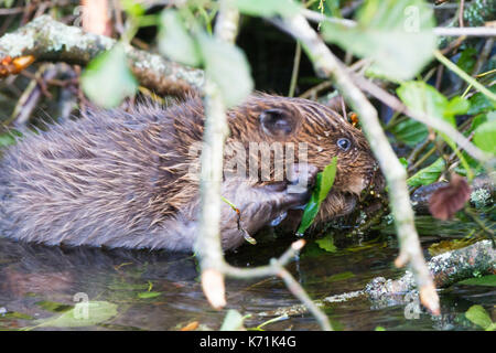 Junge europäische Biber (Castor Fiber)-Kit, essen Erle (Alnus glutinosa) in Feuchtgebieten, erste Nachzuchten Junge, bevor er in die 'w freigegeben Stockfoto