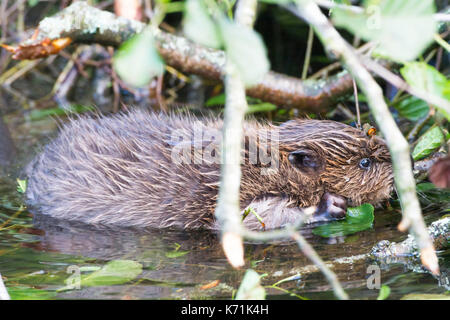 Junge europäische Biber (Castor Fiber)-Kit, essen Erle (Alnus glutinosa) in Feuchtgebieten, erste Nachzuchten Junge, bevor er in die 'w freigegeben Stockfoto