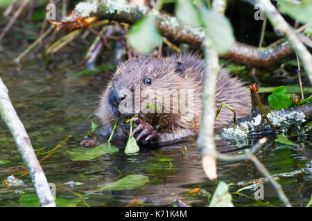 Junge europäische Biber (Castor Fiber)-Kit, essen Erle (Alnus glutinosa) in Feuchtgebieten, erste Nachzuchten Junge, bevor er in die 'w freigegeben Stockfoto