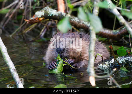 Junge europäische Biber (Castor Fiber)-Kit, essen Erle (Alnus glutinosa) in Feuchtgebieten, erste Nachzuchten Junge, bevor er in die 'w freigegeben Stockfoto