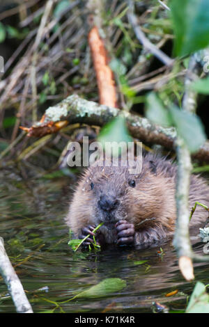 Junge europäische Biber (Castor Fiber)-Kit, essen Erle (Alnus glutinosa) in Feuchtgebieten, erste Nachzuchten Junge, bevor er in die 'w freigegeben Stockfoto