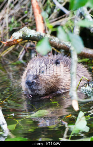 Junge europäische Biber (Castor Fiber)-Kit, essen Erle (Alnus glutinosa) in Feuchtgebieten, erste Nachzuchten Junge, bevor er in die 'w freigegeben Stockfoto