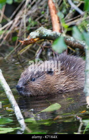 Junge europäische Biber (Castor Fiber)-Kit, essen Erle (Alnus glutinosa) in Feuchtgebieten, erste Nachzuchten Junge, bevor er in die 'w freigegeben Stockfoto