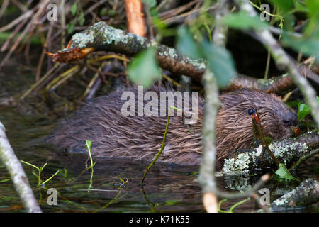 Junge europäische Biber (Castor Fiber)-Kit, essen Erle (Alnus glutinosa) in Feuchtgebieten, erste Nachzuchten Junge, bevor er in die 'w freigegeben Stockfoto