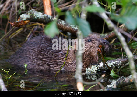 Junge europäische Biber (Castor Fiber)-Kit, essen Erle (Alnus glutinosa) in Feuchtgebieten, erste Nachzuchten Junge, bevor er in die 'w freigegeben Stockfoto