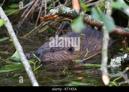 Junge europäische Biber (Castor Fiber)-Kit, essen Erle (Alnus glutinosa) in Feuchtgebieten, erste Nachzuchten Junge, bevor er in die 'w freigegeben Stockfoto