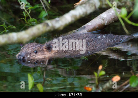 Junge europäische Biber (Castor Fiber)-Kit, essen Erle (Alnus glutinosa) in Feuchtgebieten, erste Nachzuchten Junge, bevor er in die 'w freigegeben Stockfoto