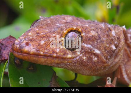 Gefleckte Haus Gekko Gecko (monarchus) Stockfoto