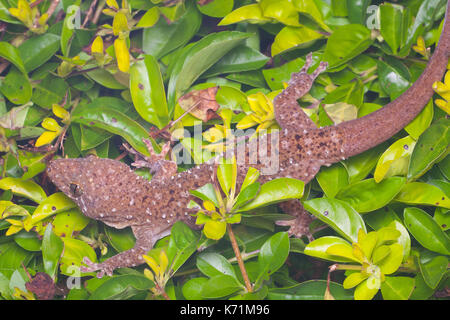 Gefleckte Haus Gekko Gecko (monarchus) Stockfoto