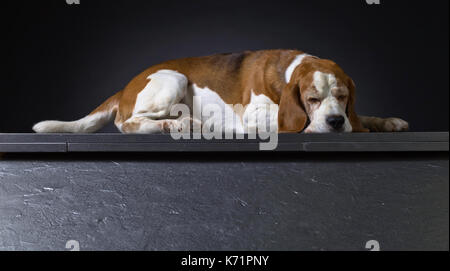 Schlafende Hund auf einem dunklen Hintergrund. Reinrassig erwachsener Beagle. Stockfoto