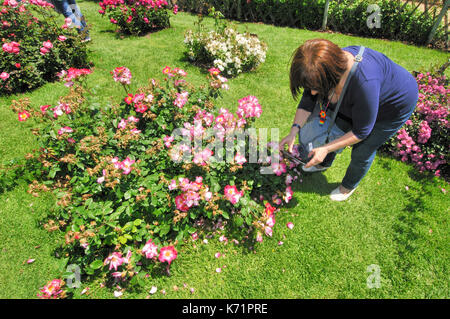 Rosen Wettbewerb. Cervantes Park, Parc de Cervantes, der Avenida Diagonal 708-716, in Pedralbes Viertel, Stadtteil Les Corts, Barcelona, Katalonien, Stockfoto