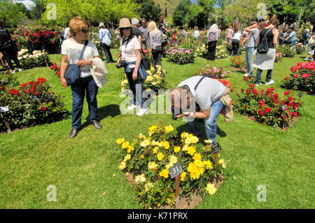 Rosen Wettbewerb. Cervantes Park, Parc de Cervantes, der Avenida Diagonal 708-716, in Pedralbes Viertel, Stadtteil Les Corts, Barcelona, Katalonien, Stockfoto