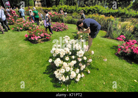 Rosen Wettbewerb. Cervantes Park, Parc de Cervantes, der Avenida Diagonal 708-716, in Pedralbes Viertel, Stadtteil Les Corts, Barcelona, Katalonien, Stockfoto