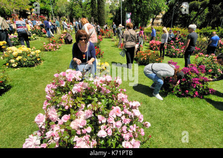 Rosen Wettbewerb. Cervantes Park, Parc de Cervantes, der Avenida Diagonal 708-716, in Pedralbes Viertel, Stadtteil Les Corts, Barcelona, Katalonien, Stockfoto