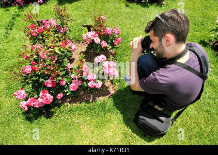 Rosen Wettbewerb. Cervantes Park, Parc de Cervantes, der Avenida Diagonal 708-716, in Pedralbes Viertel, Stadtteil Les Corts, Barcelona, Katalonien, Stockfoto