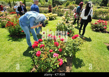 Rosen Wettbewerb. Cervantes Park, Parc de Cervantes, der Avenida Diagonal 708-716, in Pedralbes Viertel, Stadtteil Les Corts, Barcelona, Katalonien, Stockfoto