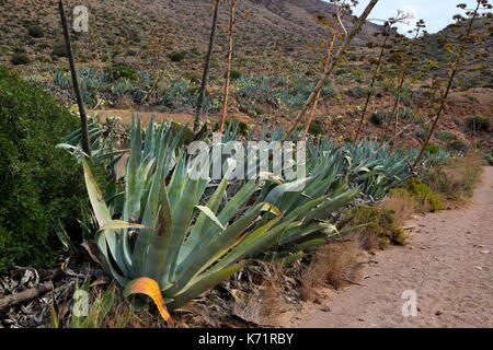 Agave americana Kakteen im Naturpark Cabo de Gata, Almeria, Spanien Stockfoto
